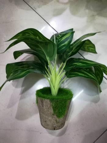 product_picUrl