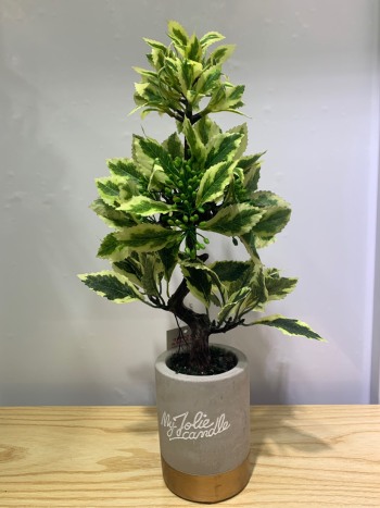 product_picUrl