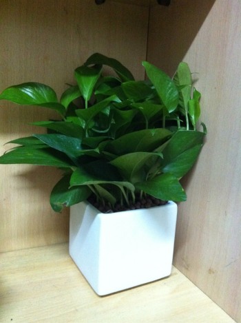 product_picUrl