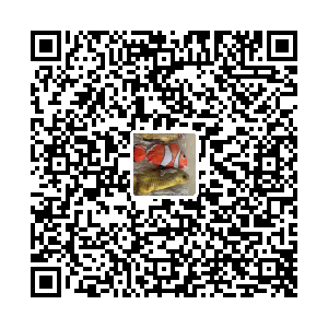 跳跳玩具鱼