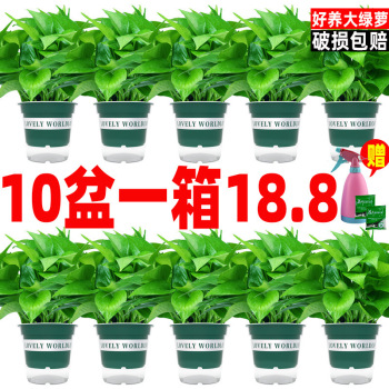 product_picUrl