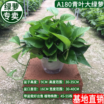 product_picUrl