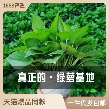 product_picUrl